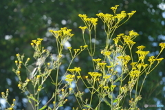 女郎花
