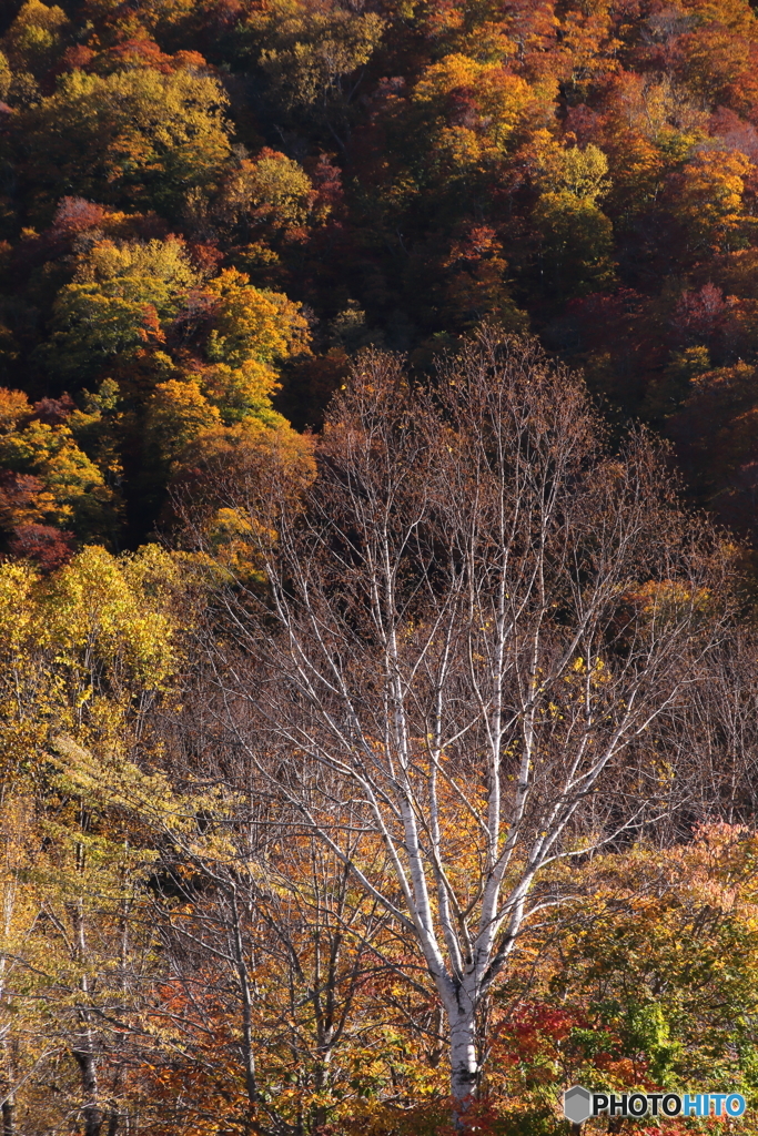 紅葉風景　2