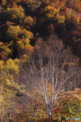 紅葉風景　2