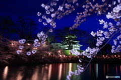 夜桜