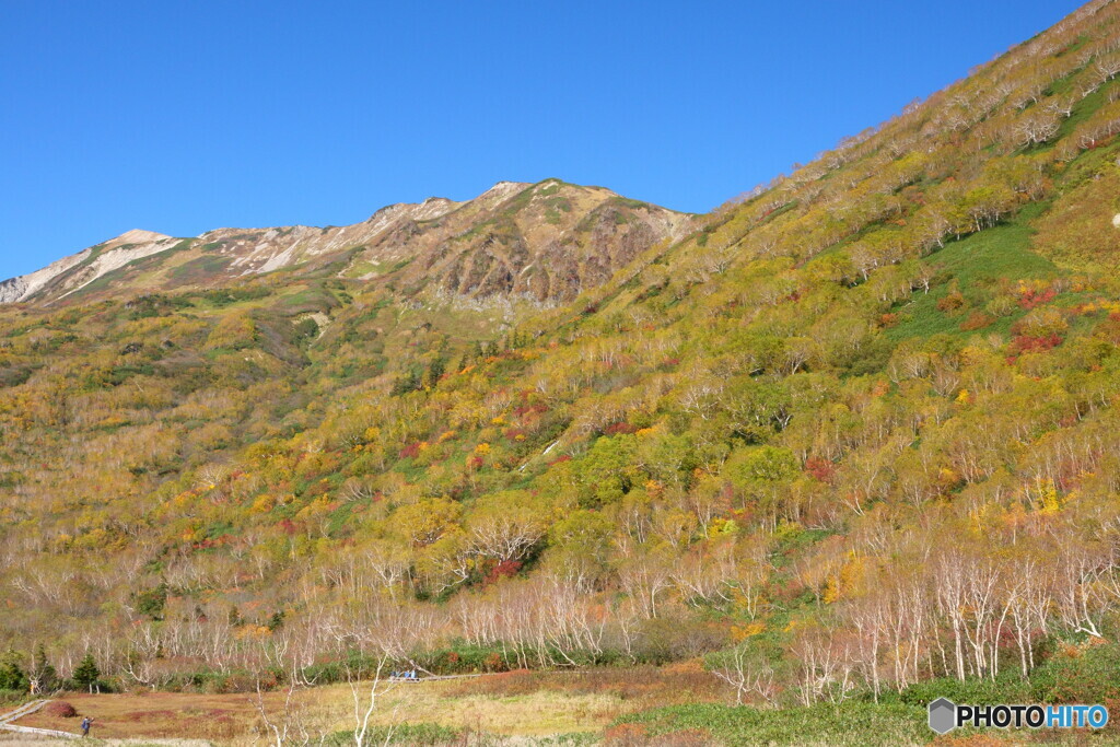 栂池自然園紅葉情報