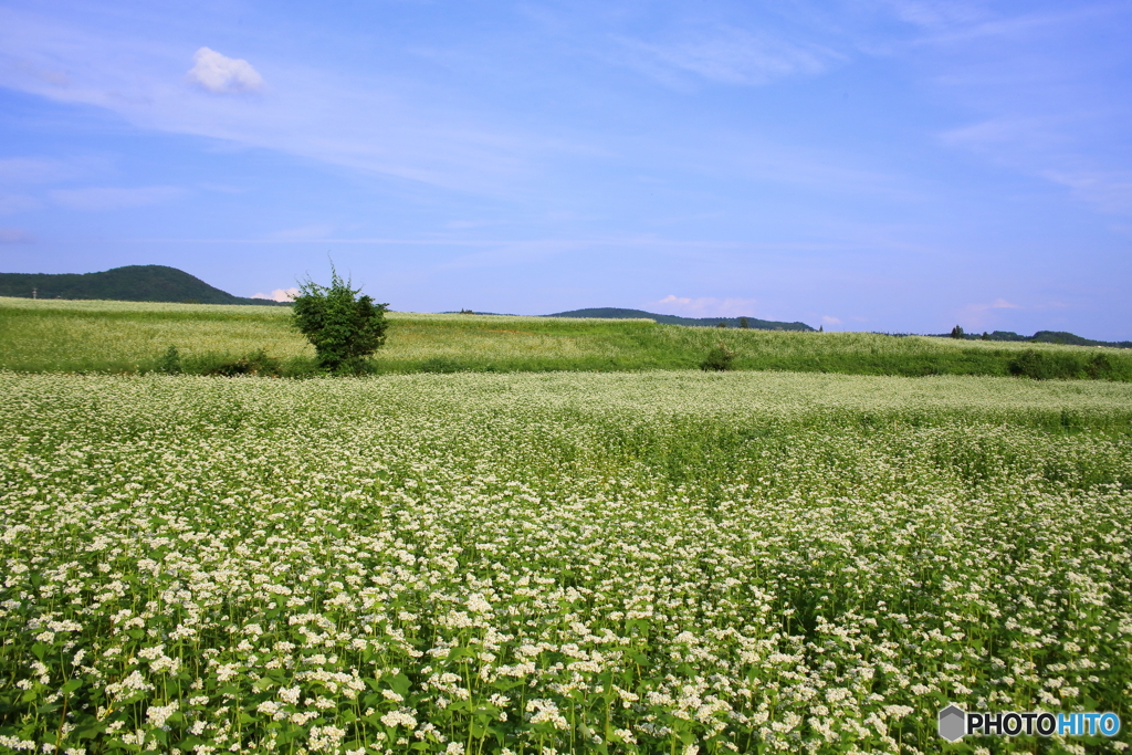 夏そば