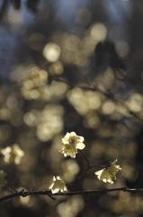 春にあこがれて