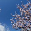 あんず青空