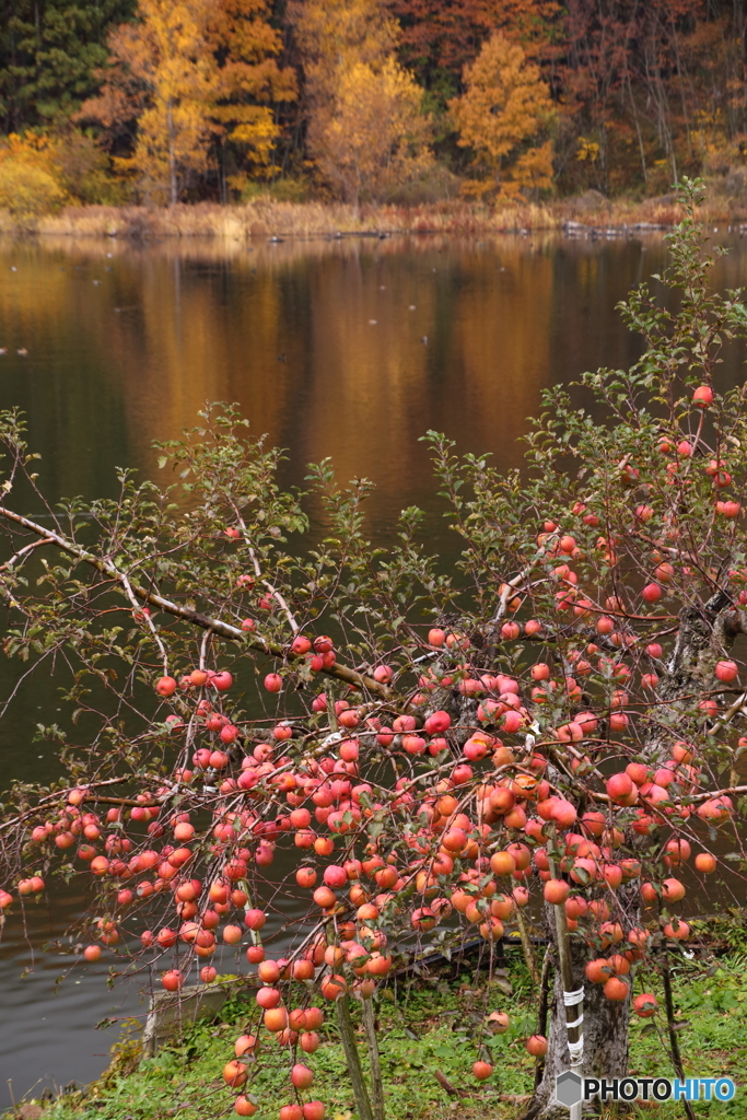 湖畔のりんご