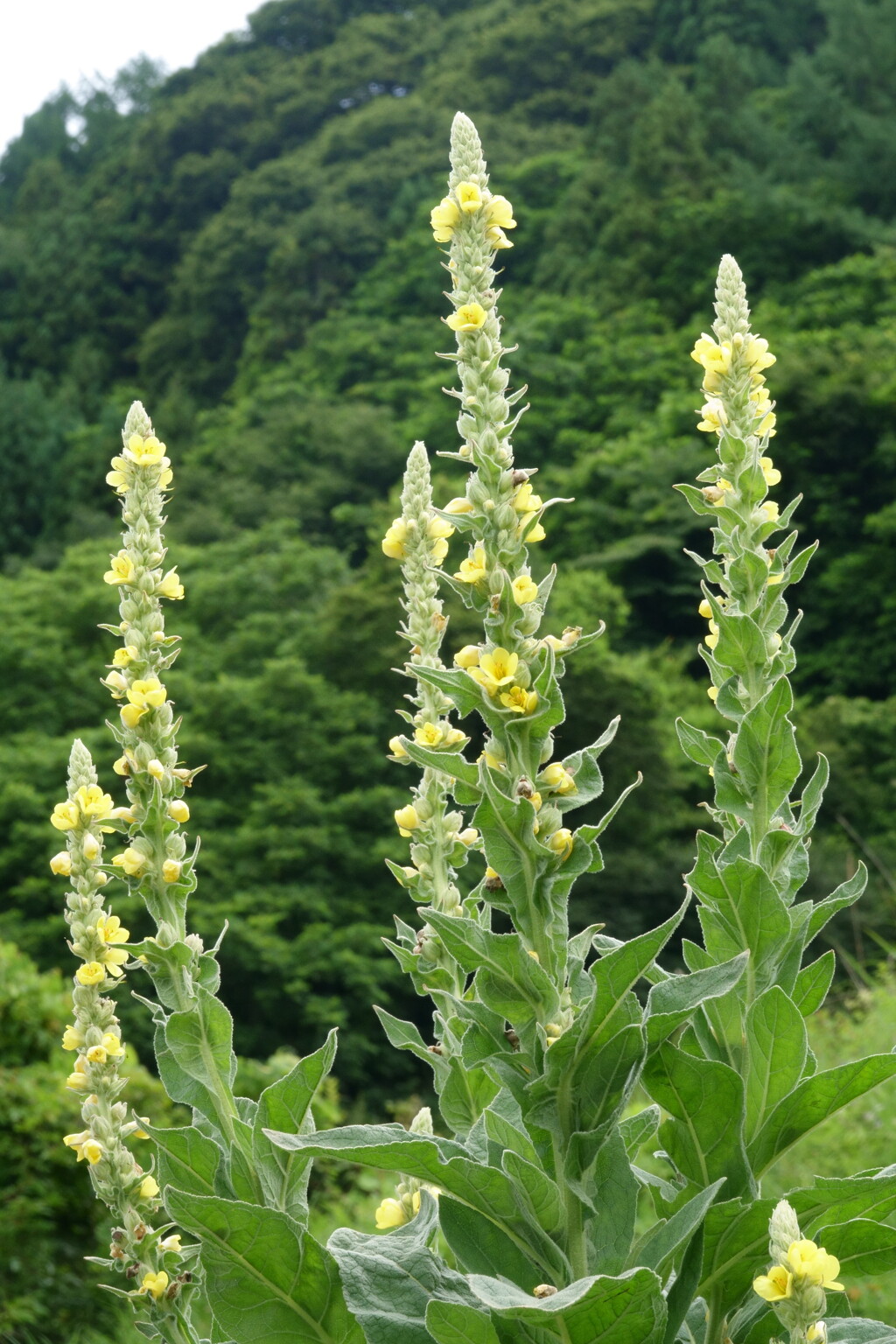 すっかり帰化