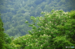 トチノキ花盛り