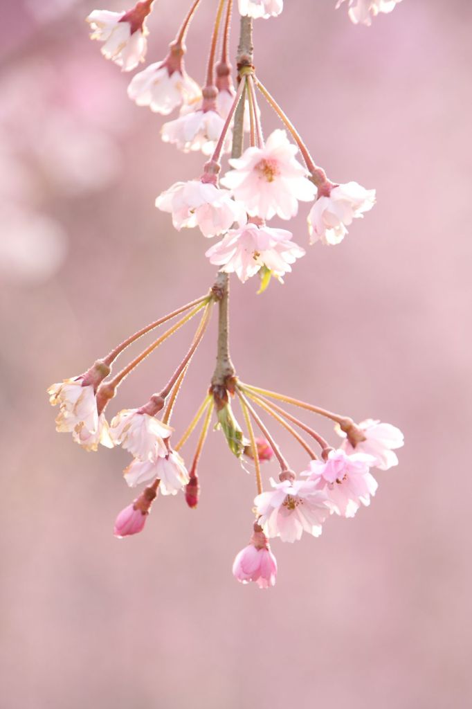 花色