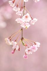 花色