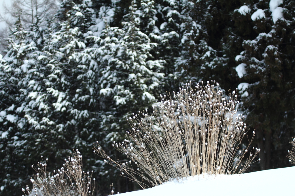 雪の花　2
