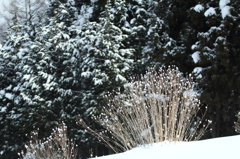 雪の花　2