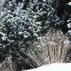 雪の花　2