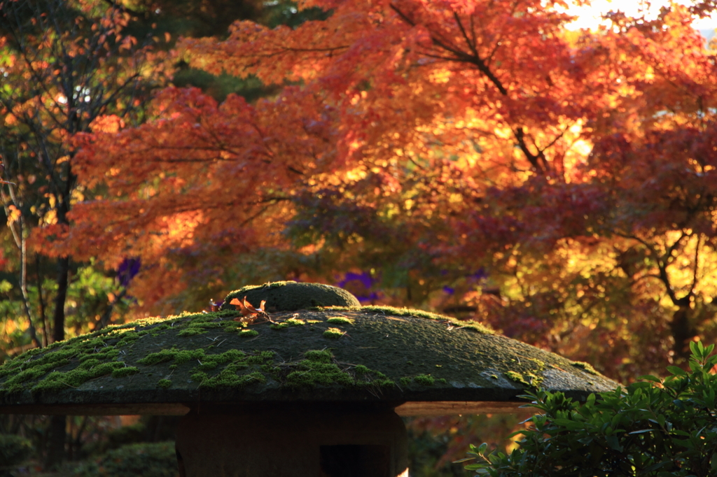 古寺の秋