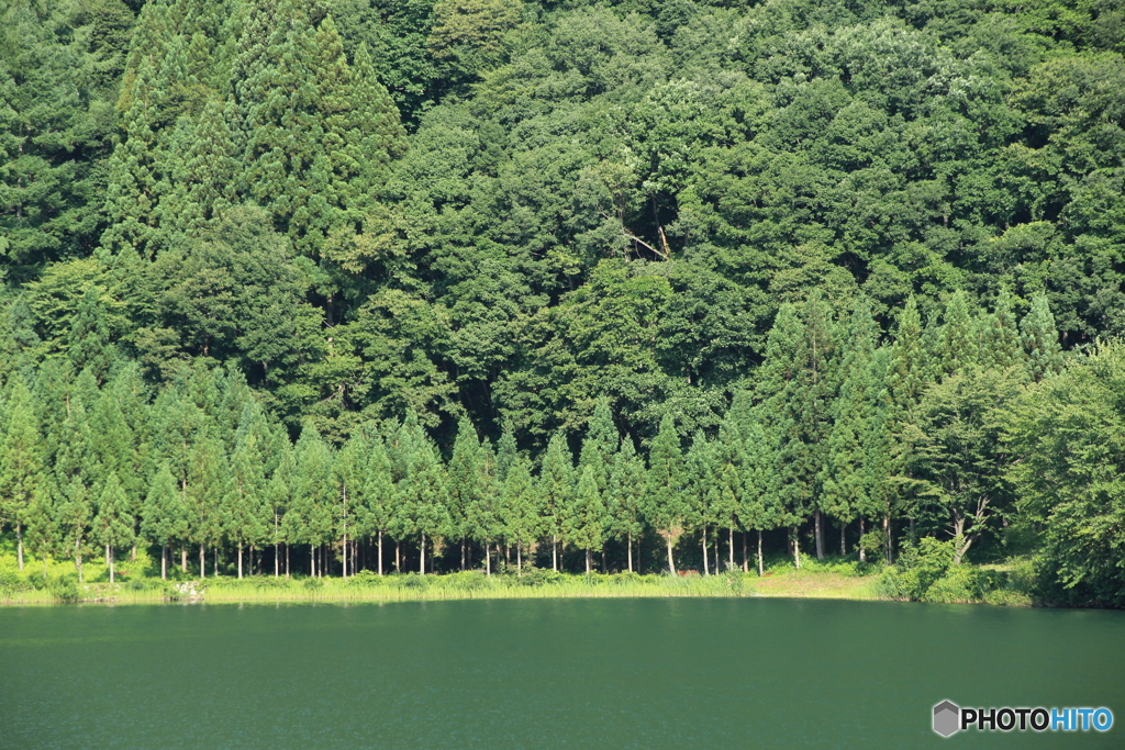 夏の池　２
