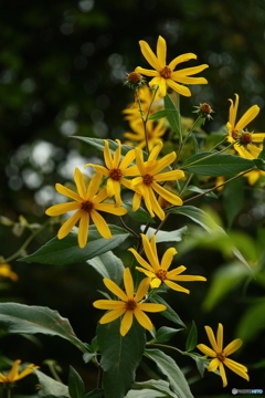 きくいもの花