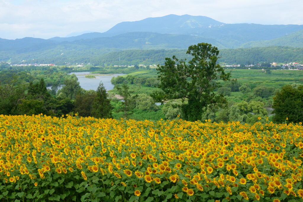 菜の花公園のひまわり