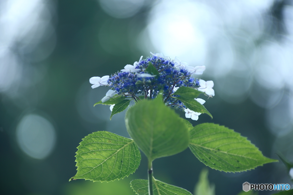 紫陽花　３