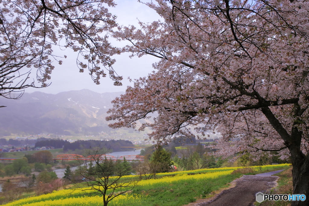 桜と菜の花