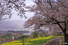 桜と菜の花