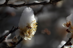 雪の帽子