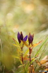 おしまいの花