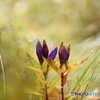 おしまいの花