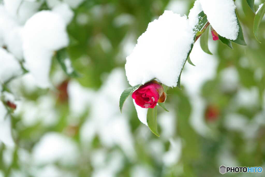 雪中四友