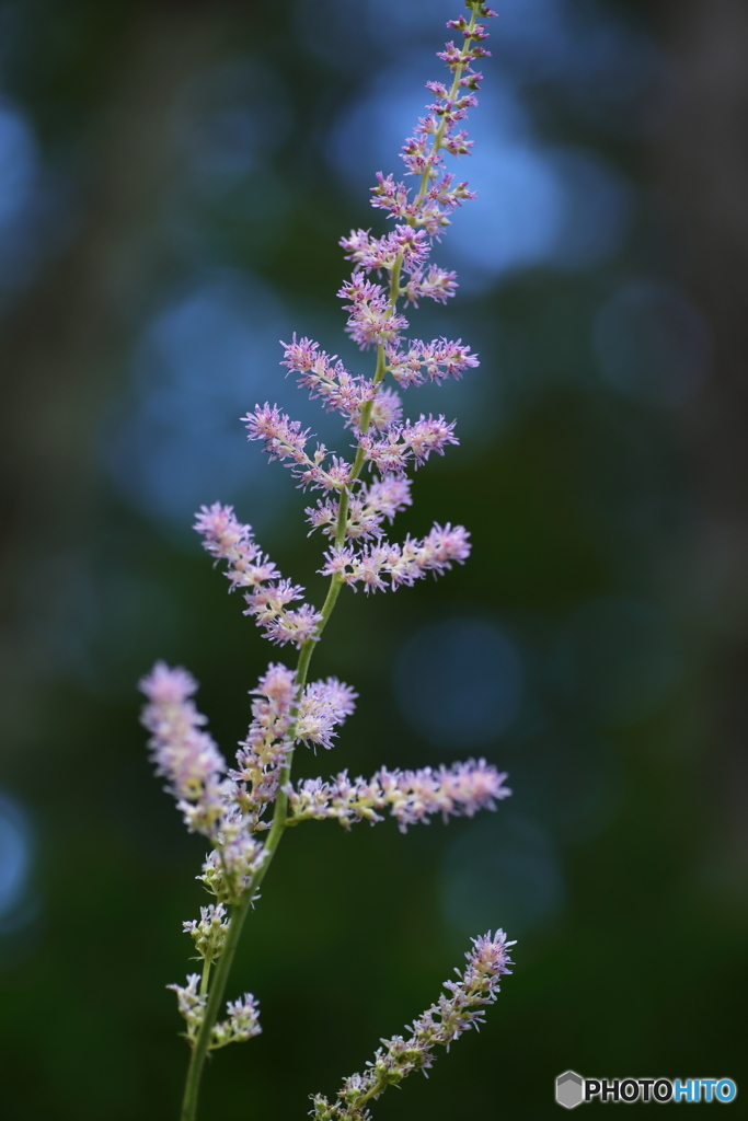 夏の花