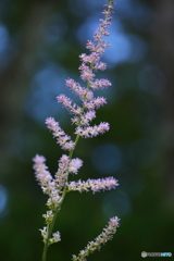 夏の花