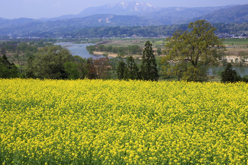 飯山菜の花まつり