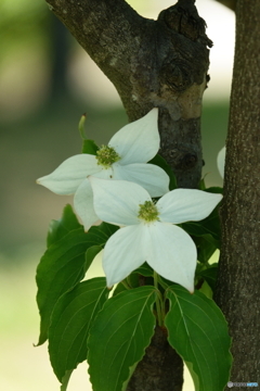 山法師