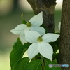 山法師