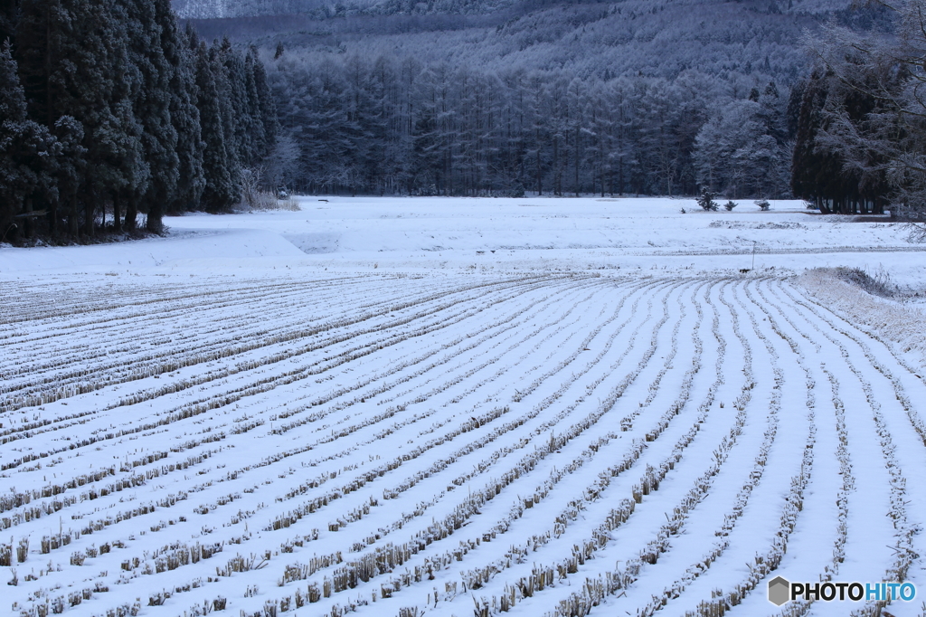 雪一寸