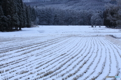 雪一寸