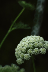 ニンジンの花
