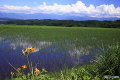 夏