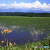 夏