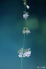 夏の終わりの花　１