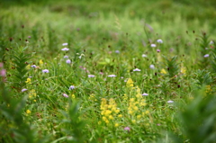 最後の花園