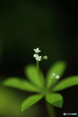 ちっちゃな花