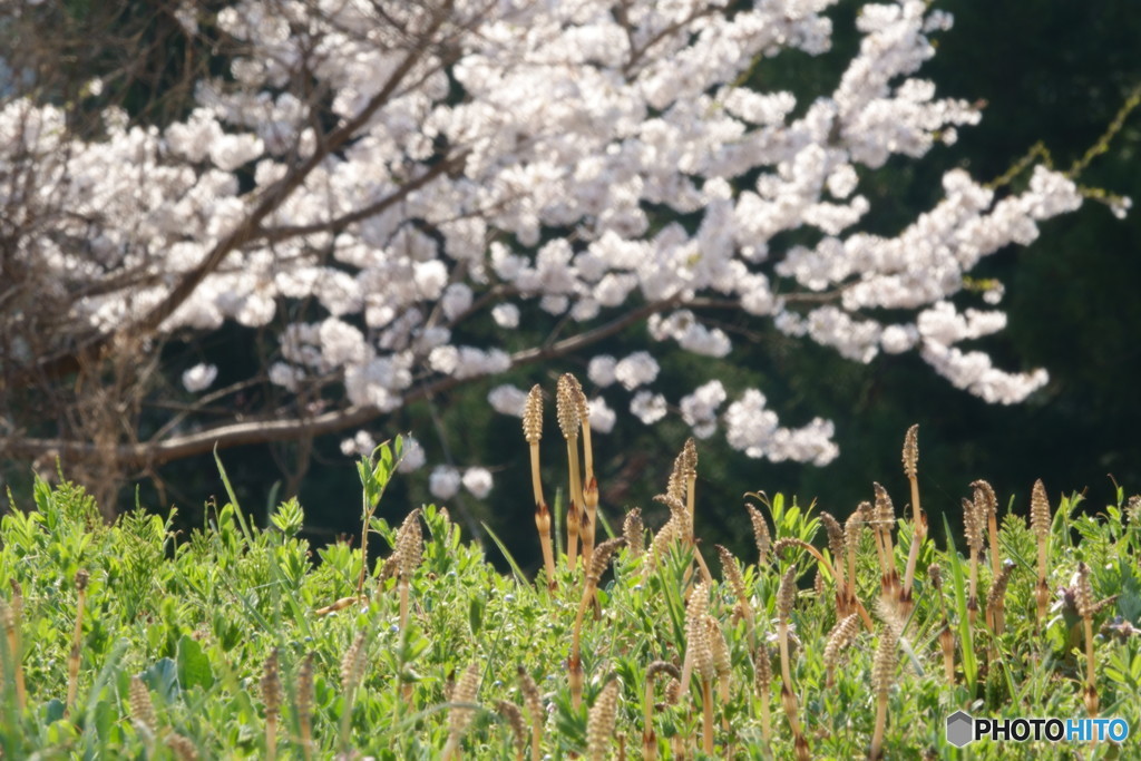 桜もある光景