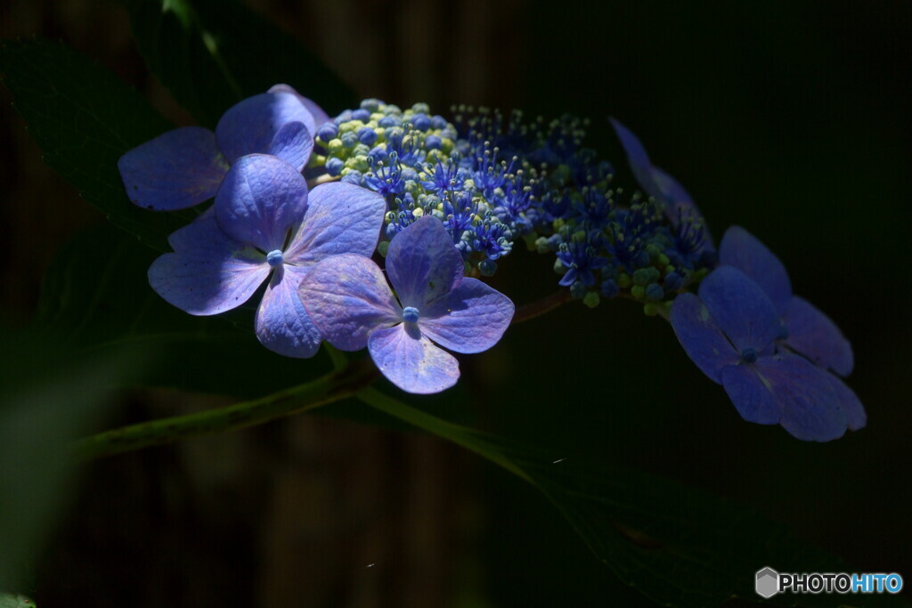 紫陽花　1