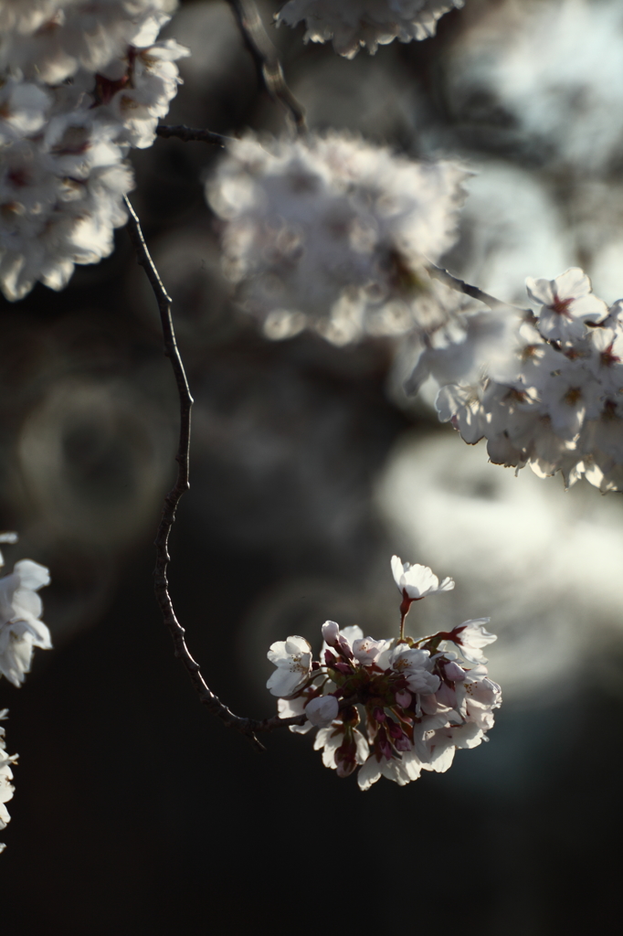 さくらのたより