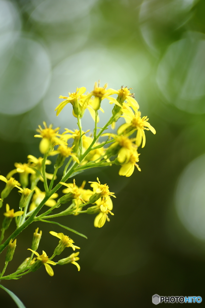 秋の花１