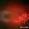 秋の花　８