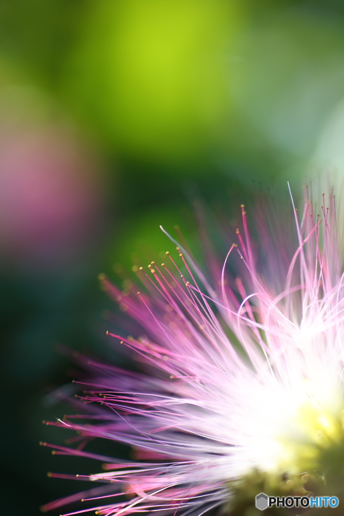 夏の花　４