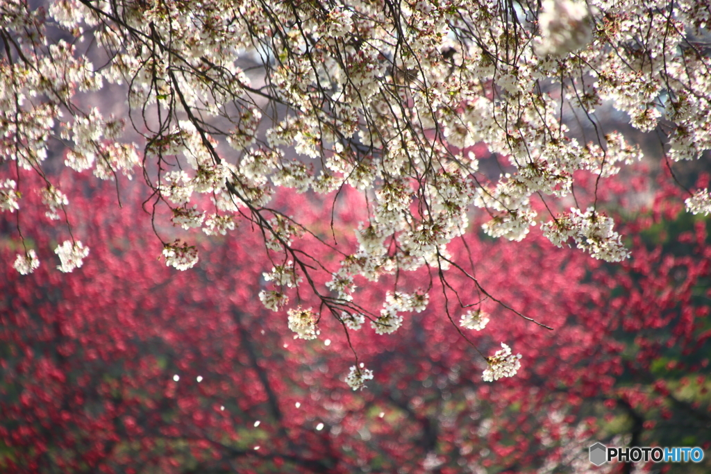 桜のある光景　１１