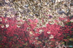 桜のある光景　１１