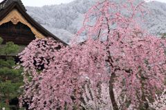 桜と雪と善光寺