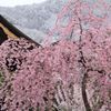 桜と雪と善光寺